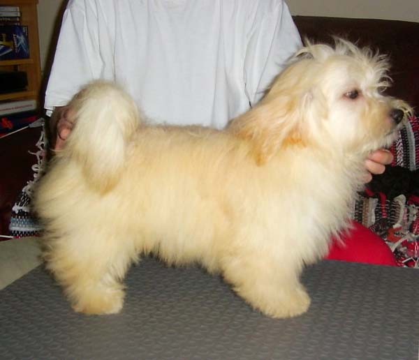Bichon Havanese Siegreich kennel